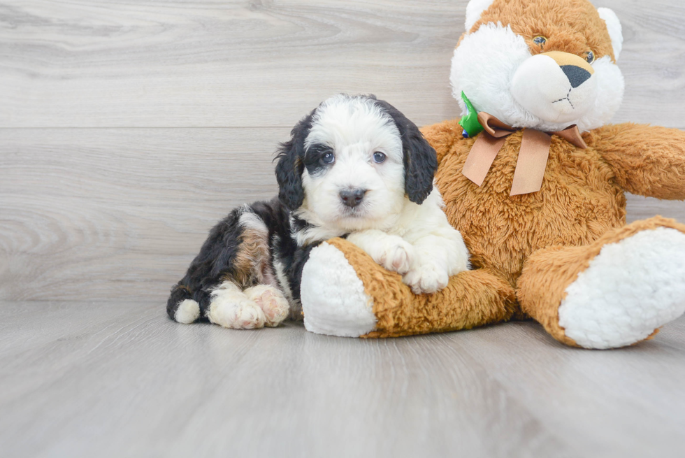 Mini Bernedoodle Pup Being Cute