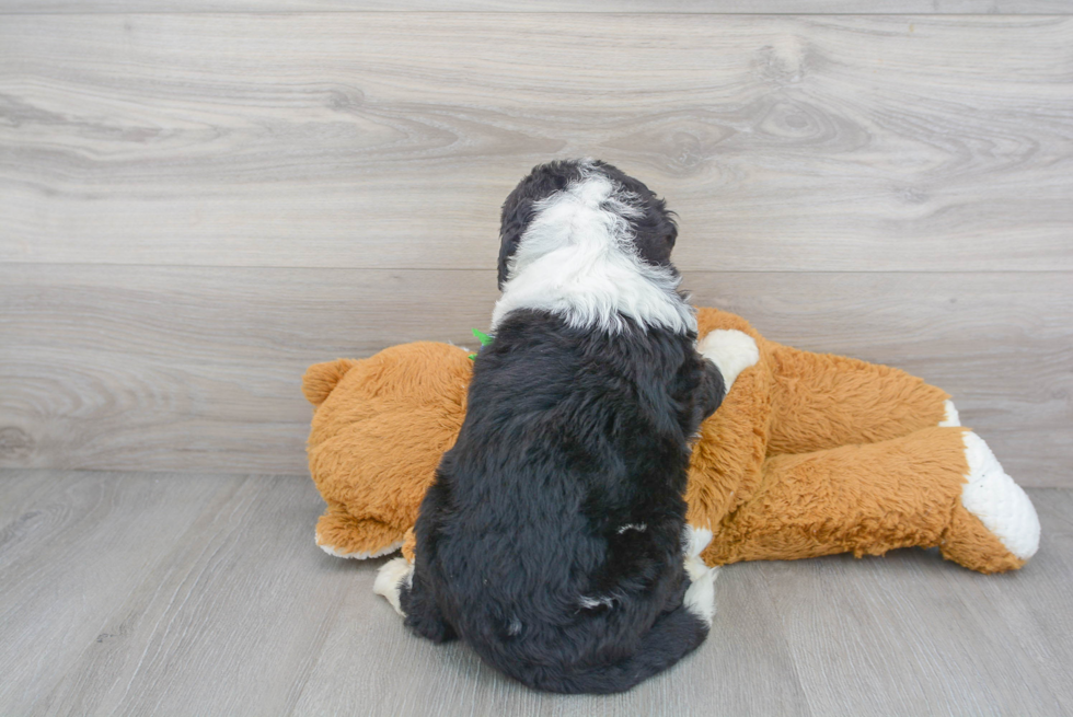 Cute Mini Bernedoodle Baby