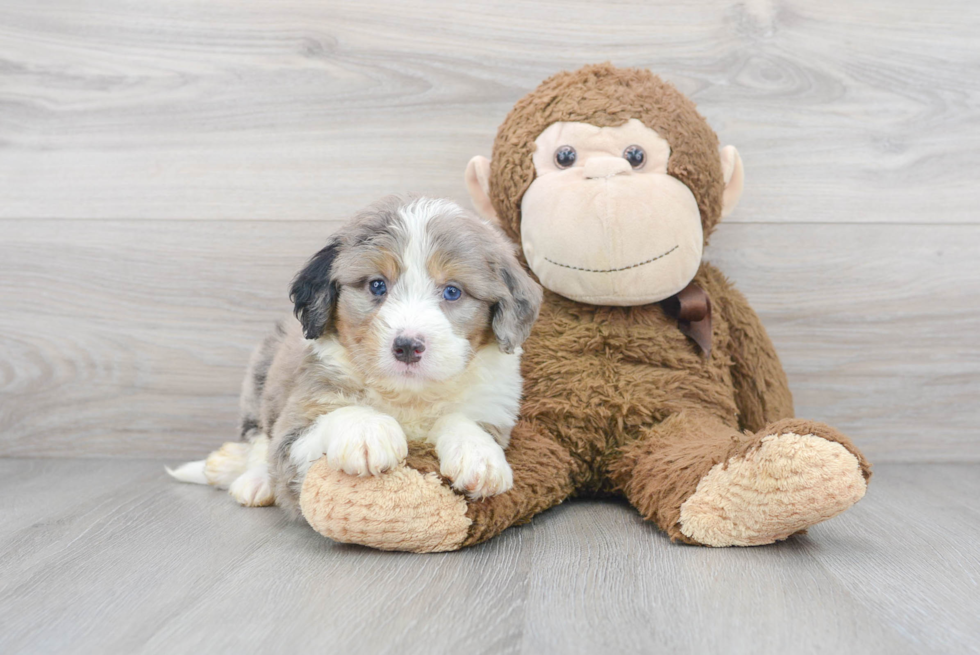 Adorable Bernadoodle Poodle Mix Puppy