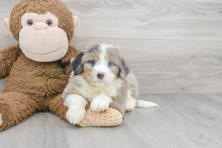 Mini Bernedoodle Puppy for Adoption