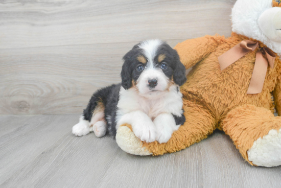 Mini Bernedoodle Puppy for Adoption