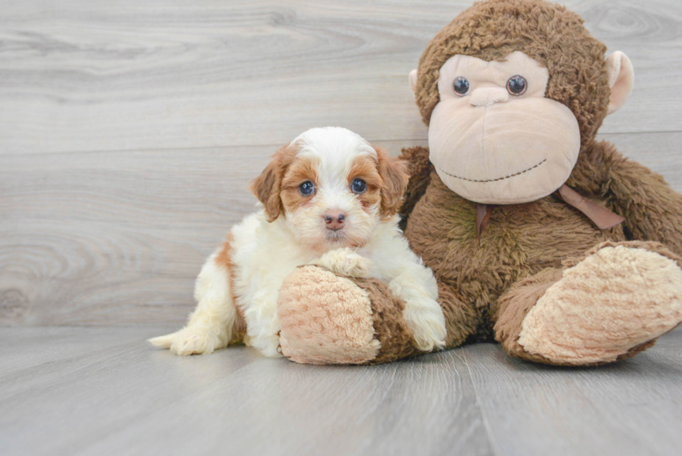 Small Mini Bernedoodle Baby