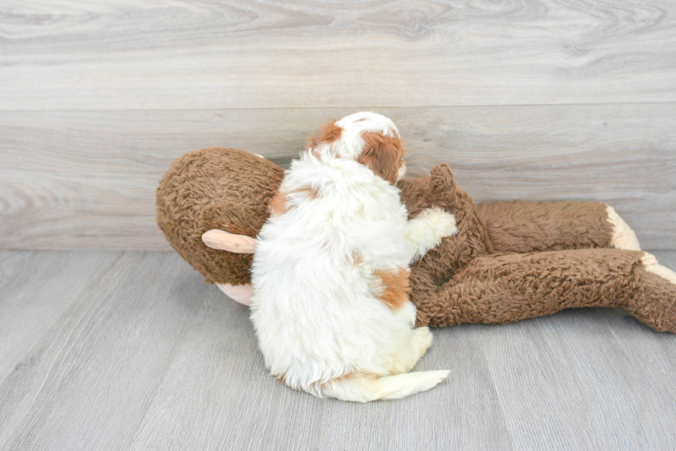 Friendly Mini Bernedoodle Baby