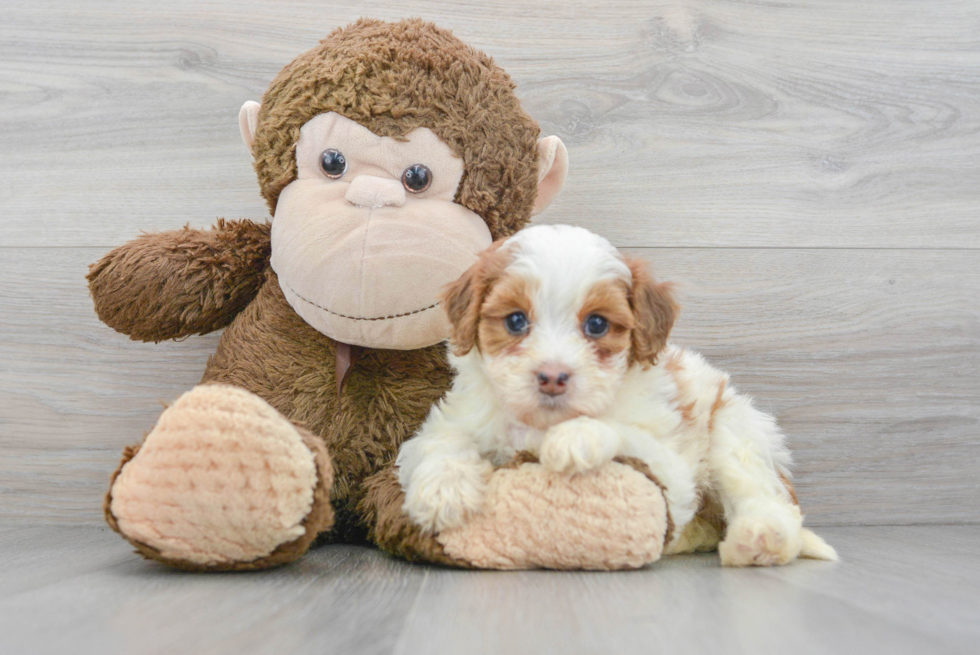 Mini Bernedoodle Pup Being Cute