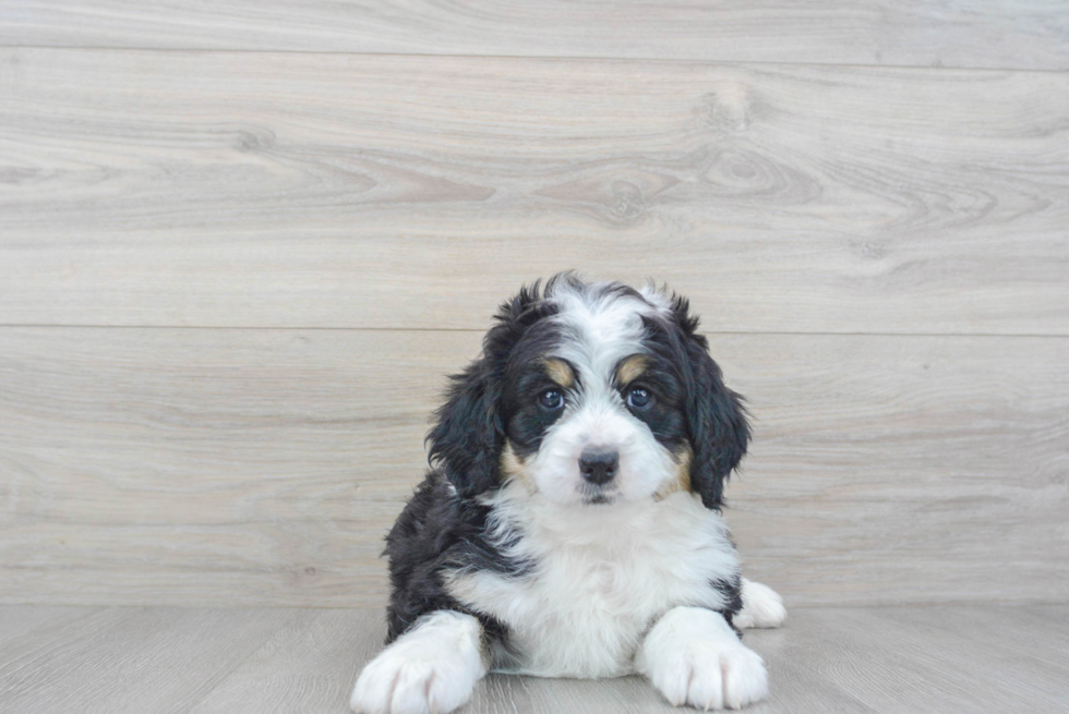 Mini Bernedoodle Pup Being Cute