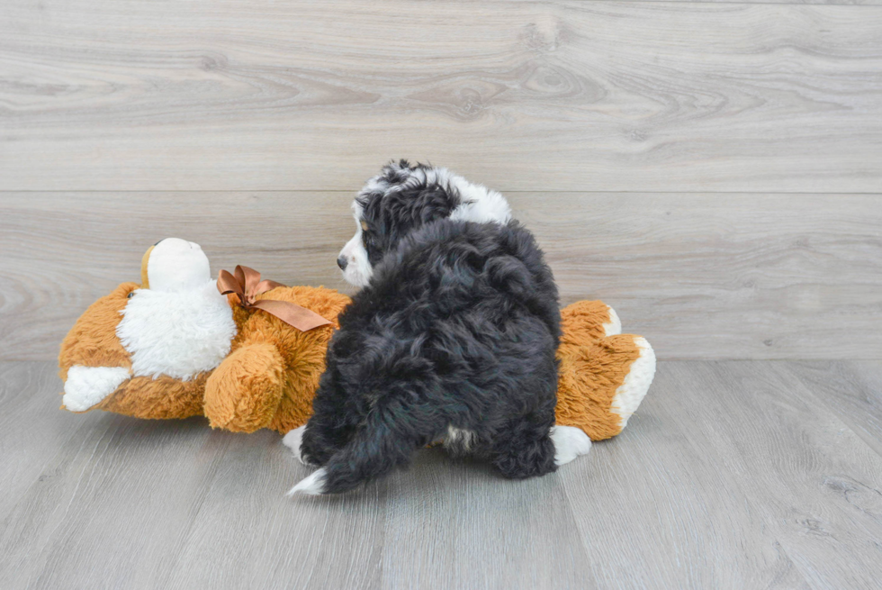 Cute Mini Bernedoodle Baby