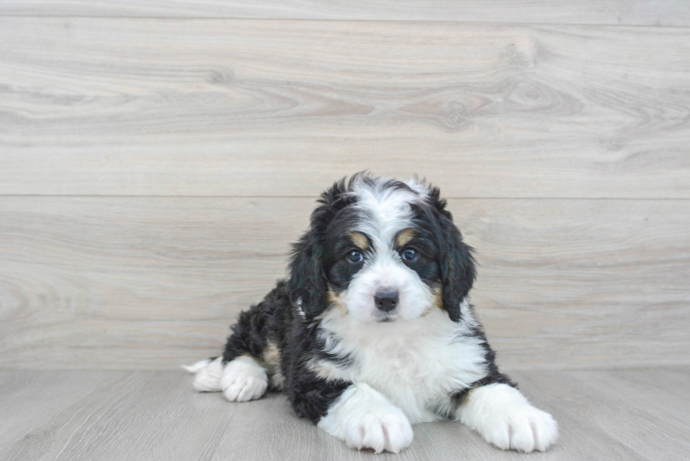 Happy Mini Bernedoodle Baby