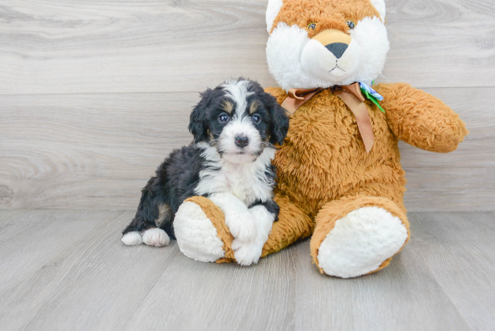 Mini Bernedoodle Puppy for Adoption