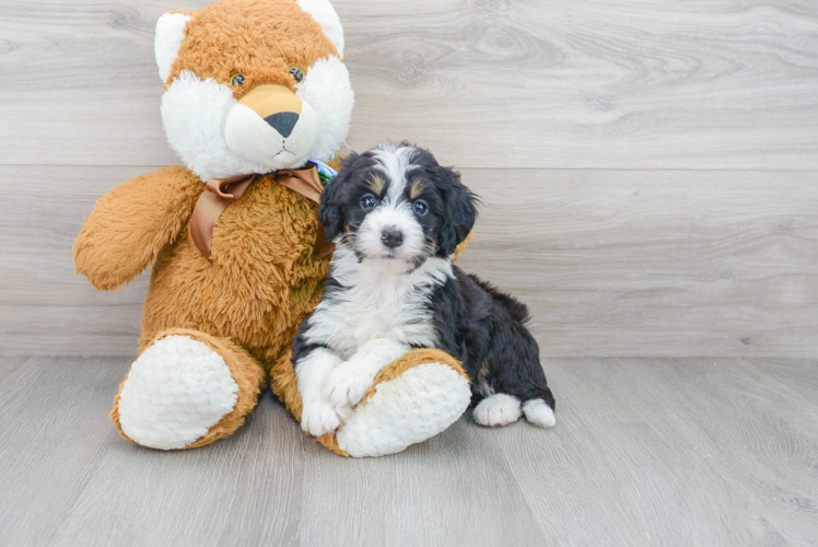 Popular Mini Bernedoodle Poodle Mix Pup