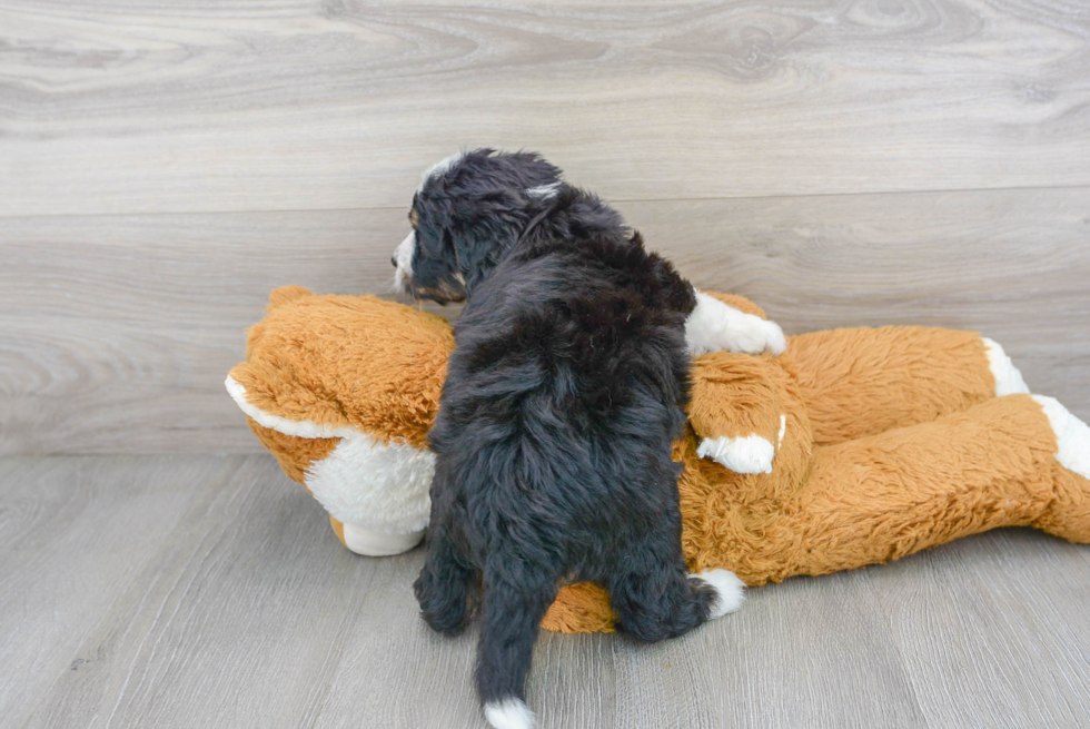 Mini Bernedoodle Pup Being Cute