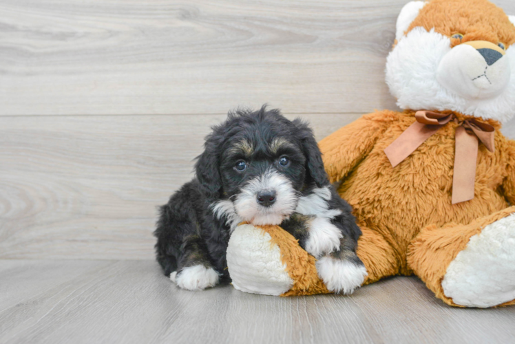 Adorable Mini Berniedoodle Poodle Mix Puppy