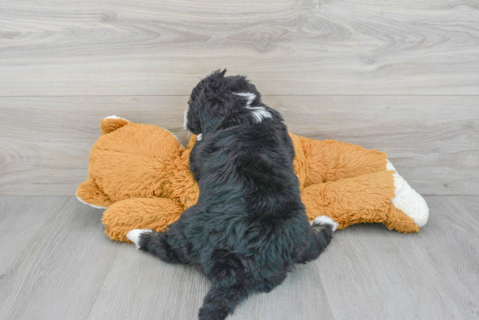 Mini Bernedoodle Puppy for Adoption