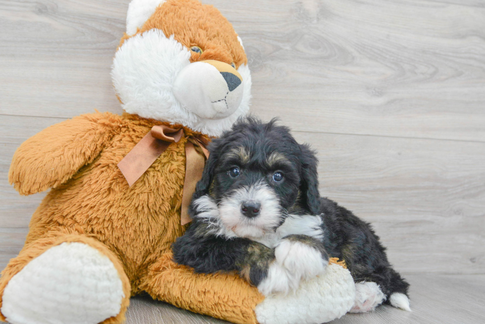 Petite Mini Bernedoodle Poodle Mix Pup