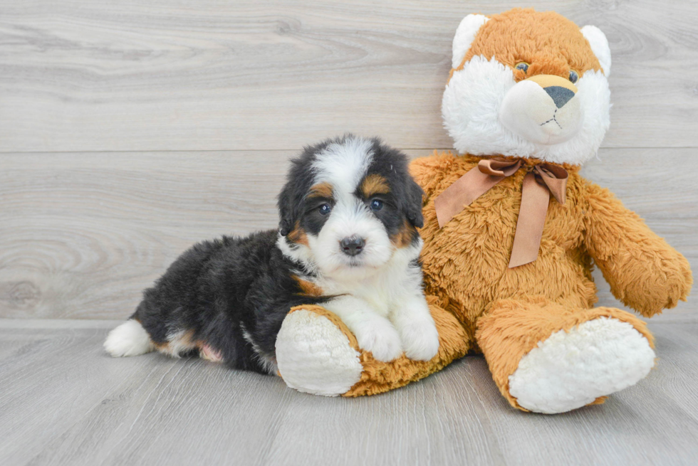 Mini Bernedoodle Puppy for Adoption