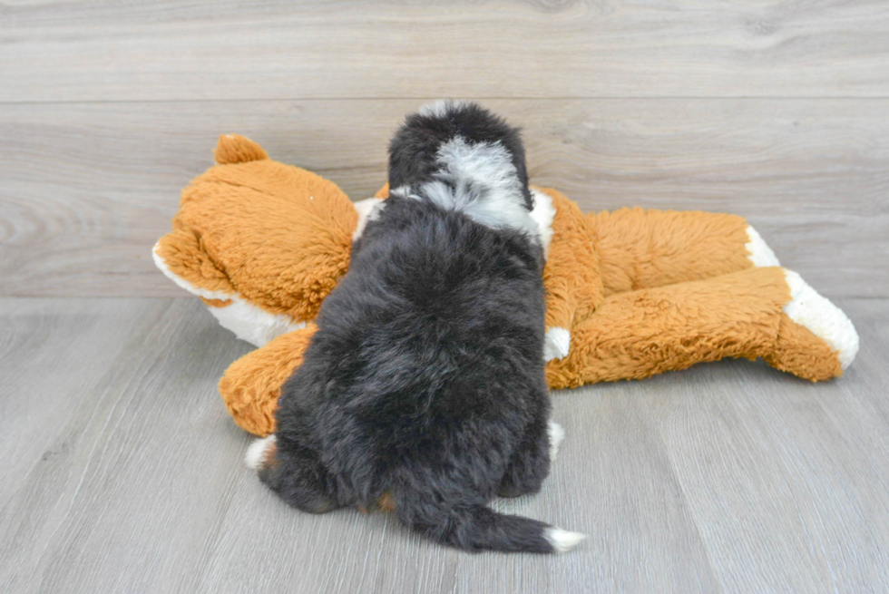 Best Mini Bernedoodle Baby