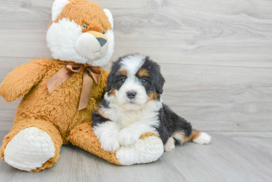 Mini Bernedoodle Pup Being Cute