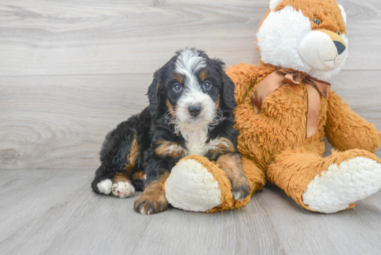 Mini Bernedoodle Puppy for Adoption