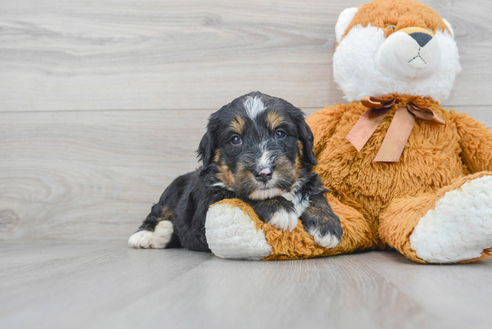 Smart Mini Bernedoodle Poodle Mix Pup