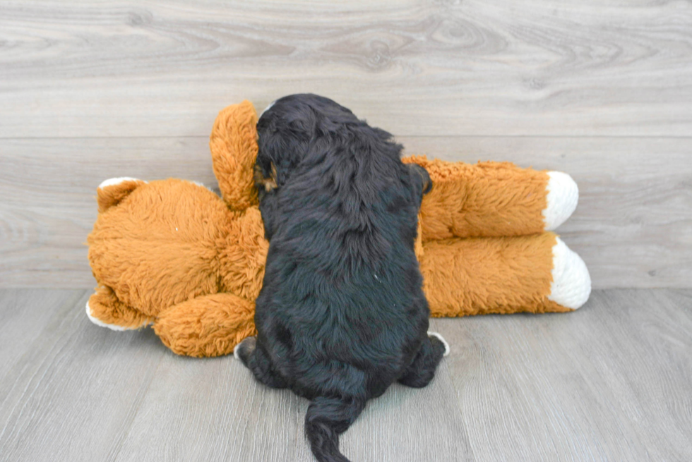 Playful Mini Berniedoodle Poodle Mix Puppy