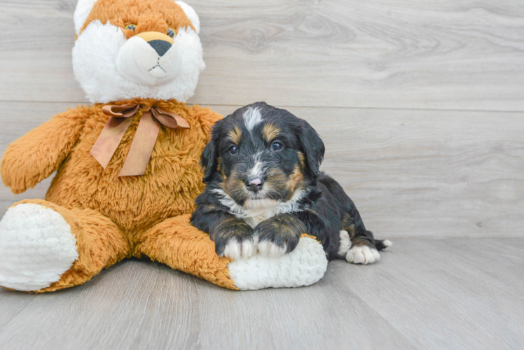 Hypoallergenic Mini Berniedoodle Poodle Mix Puppy