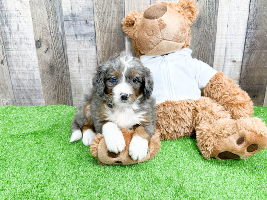 Mini Bernedoodle Pup Being Cute