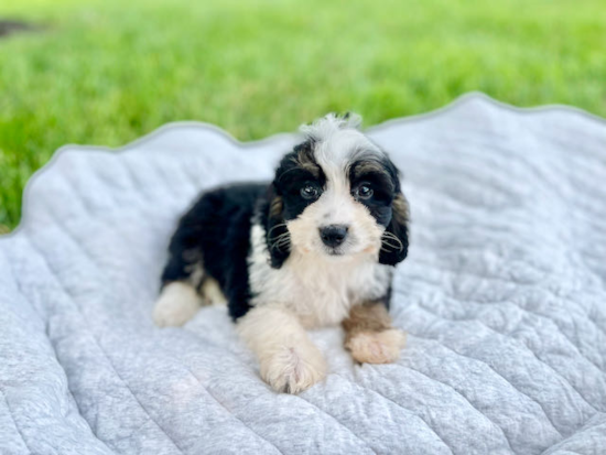 Mini Bernedoodle Pup Being Cute