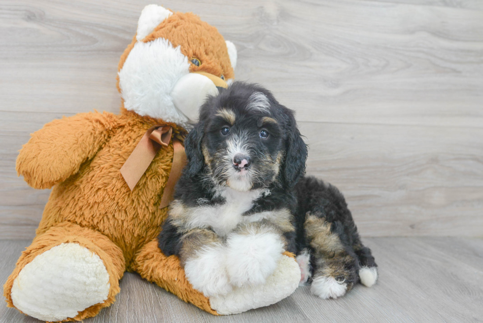 Fluffy Mini Bernedoodle Poodle Mix Pup