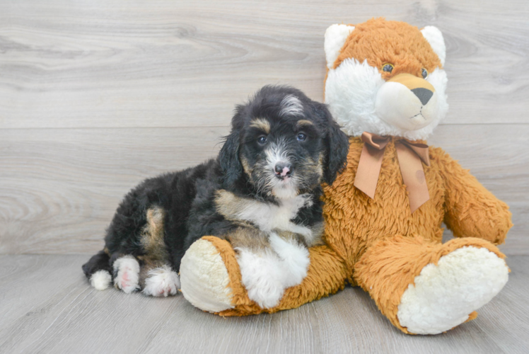 Sweet Mini Bernedoodle Baby