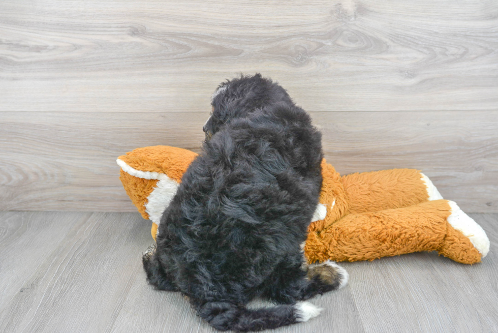 Little Mini Berniedoodle Poodle Mix Puppy