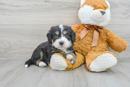 Adorable Bernadoodle Poodle Mix Puppy