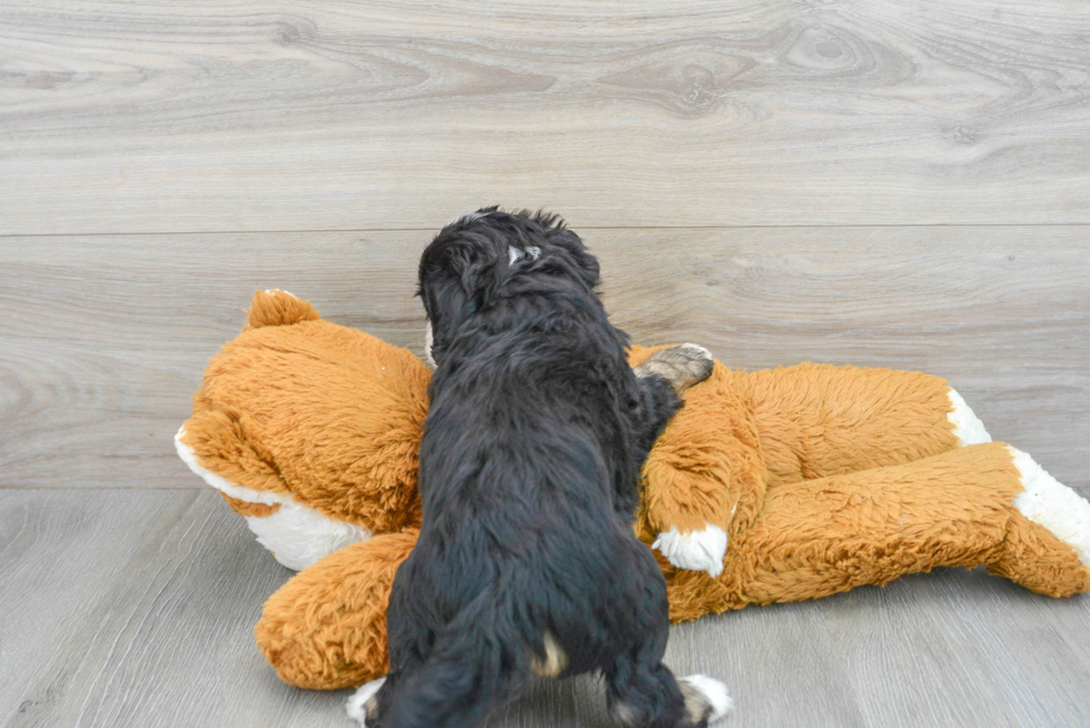 Cute Mini Bernedoodle Baby