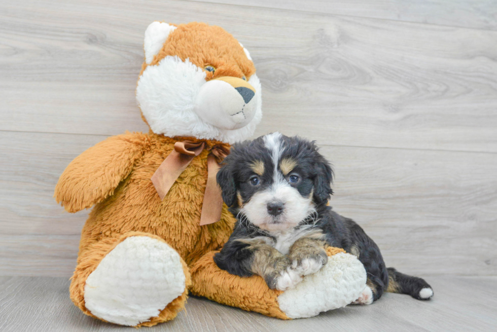 Smart Mini Bernedoodle Poodle Mix Pup