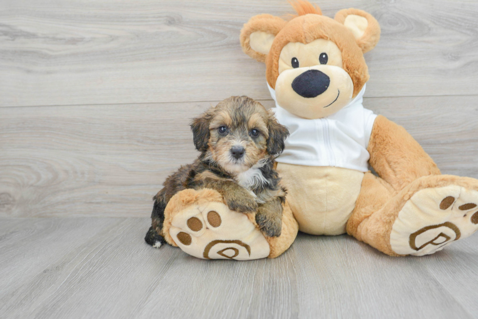 Mini Bernedoodle Puppy for Adoption