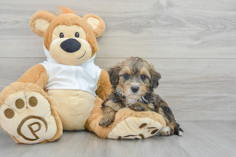 Mini Bernedoodle Pup Being Cute