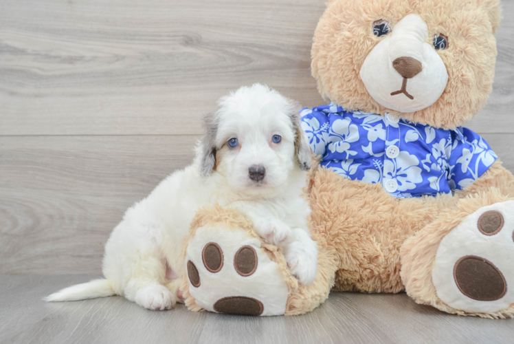 Best Mini Bernedoodle Baby