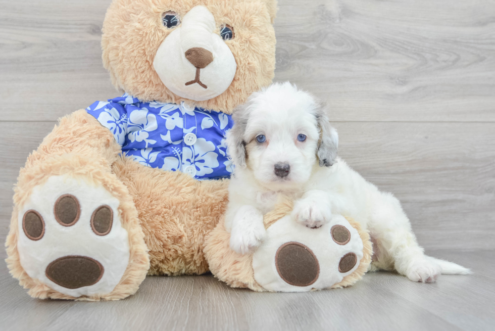 Funny Mini Bernedoodle Poodle Mix Pup