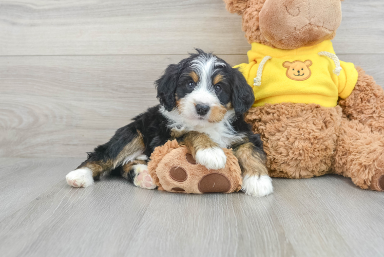 Best Mini Bernedoodle Baby