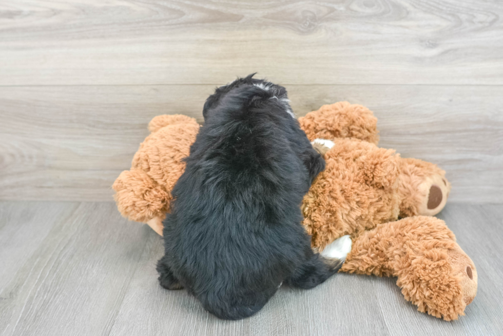 Funny Mini Bernedoodle Poodle Mix Pup