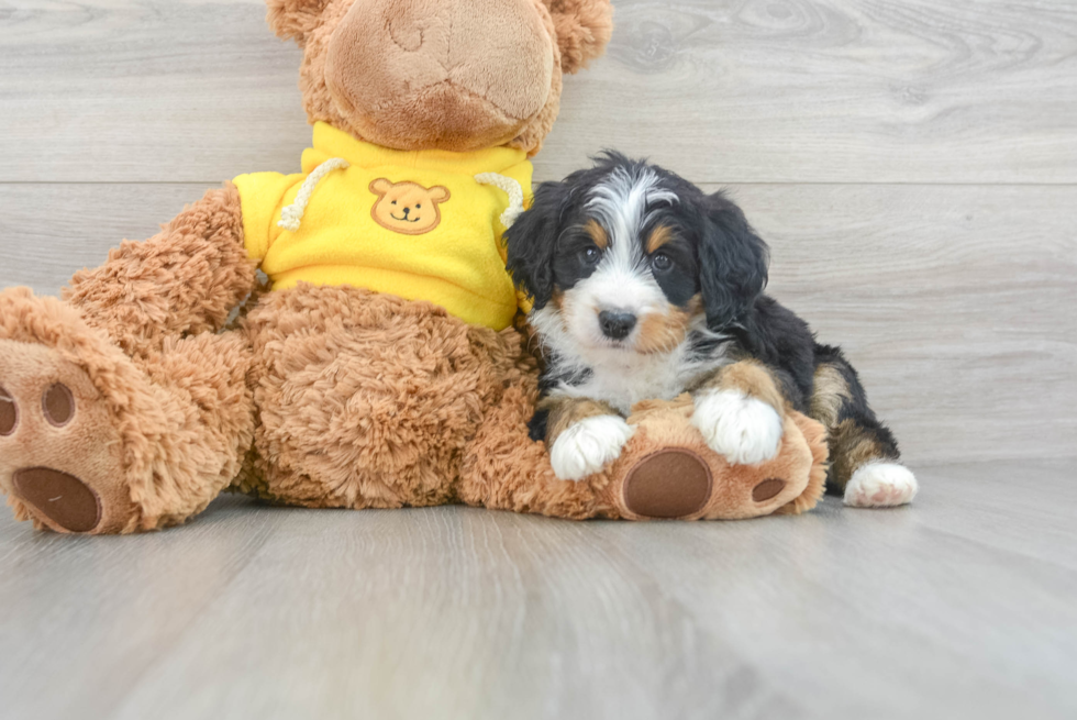 Sweet Mini Bernedoodle Baby