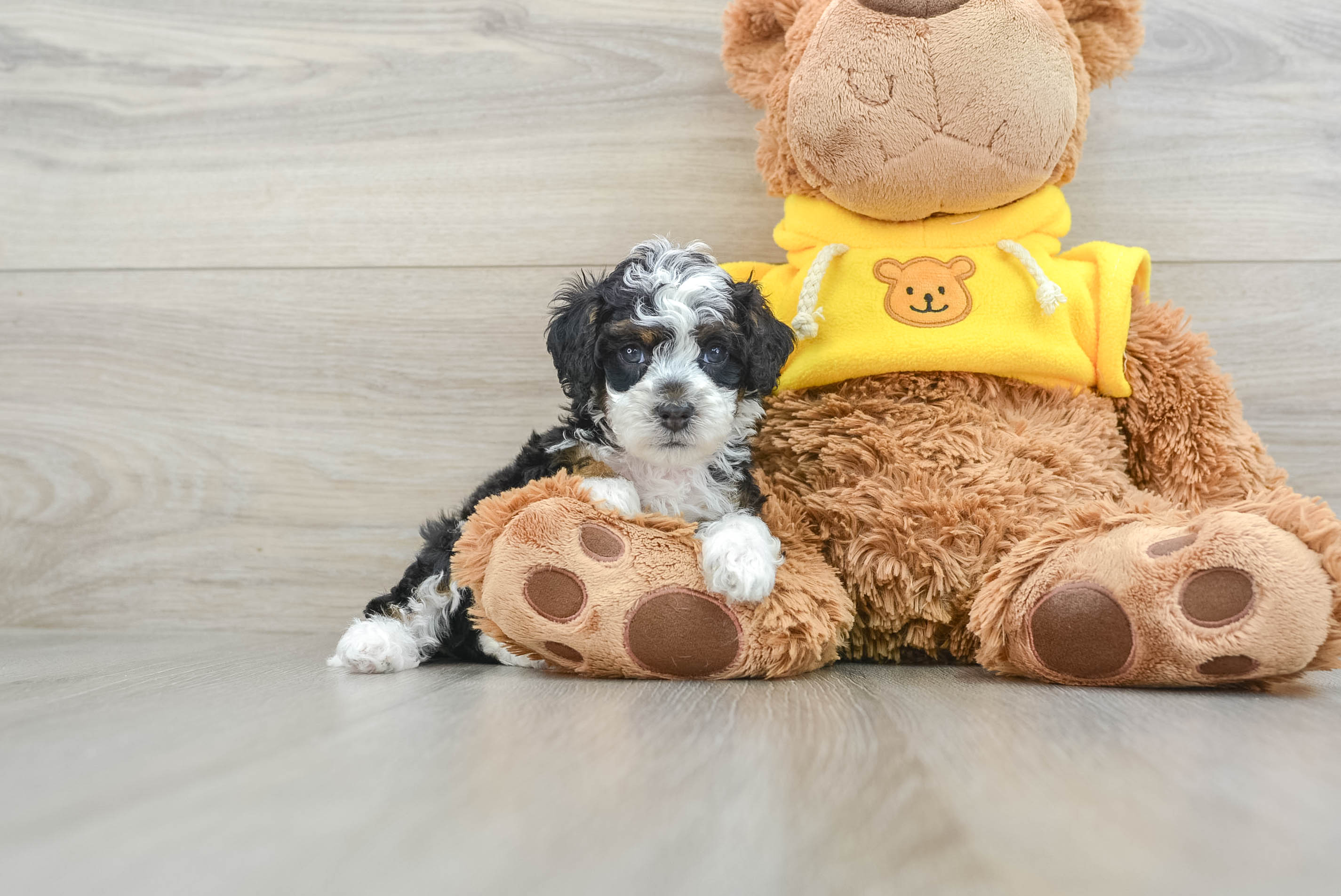 Happy Mini Bernedoodle Baby