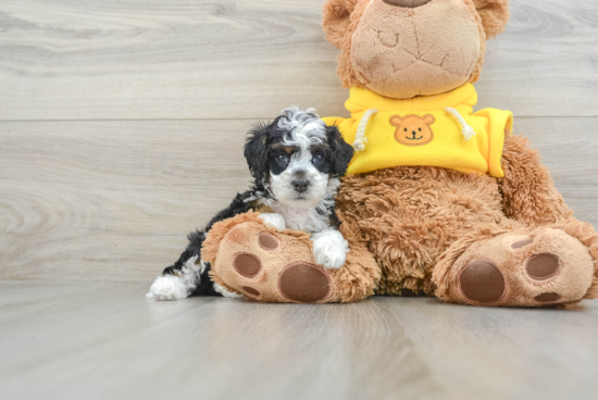 Happy Mini Bernedoodle Baby