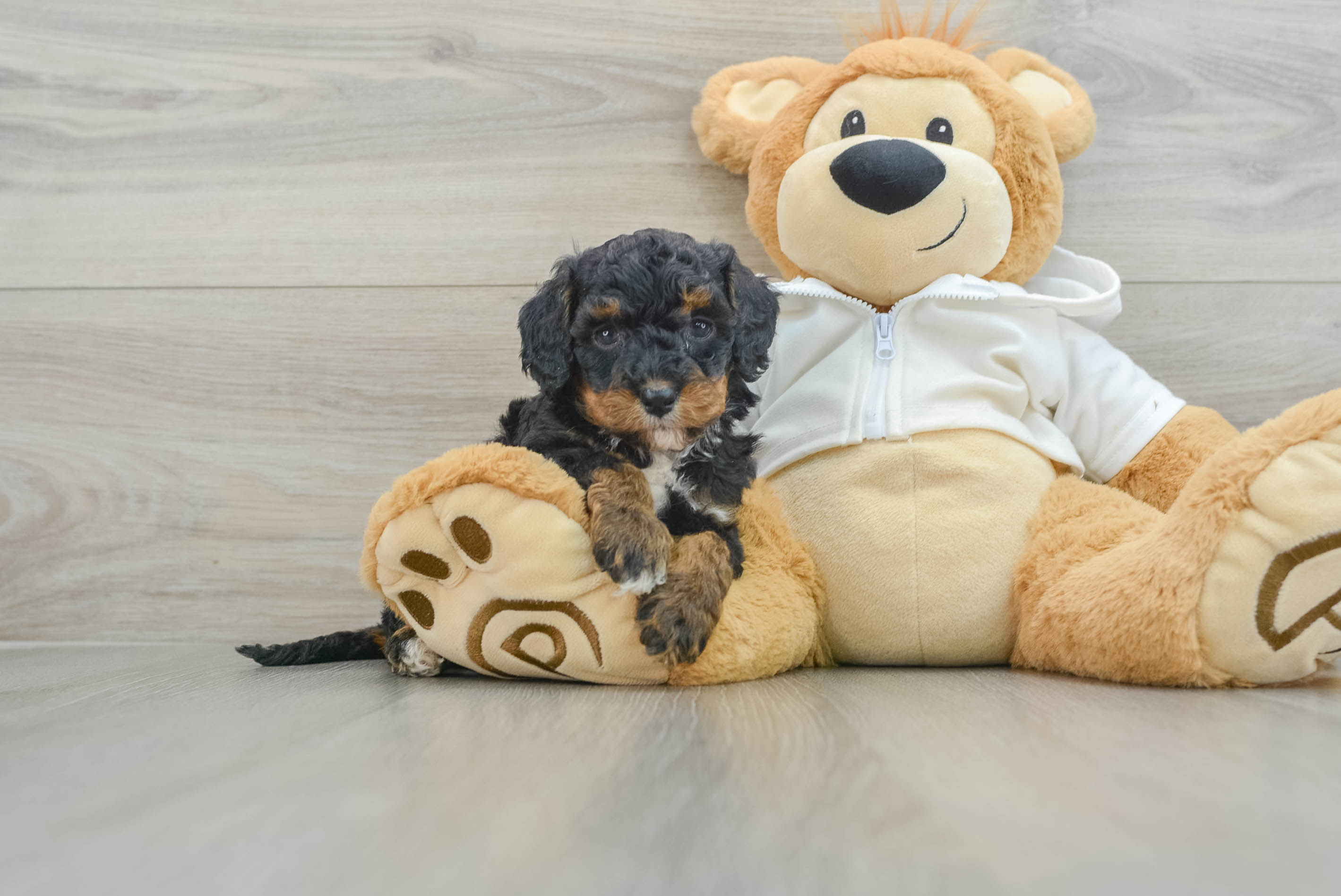Mini Bernedoodle Pup Being Cute