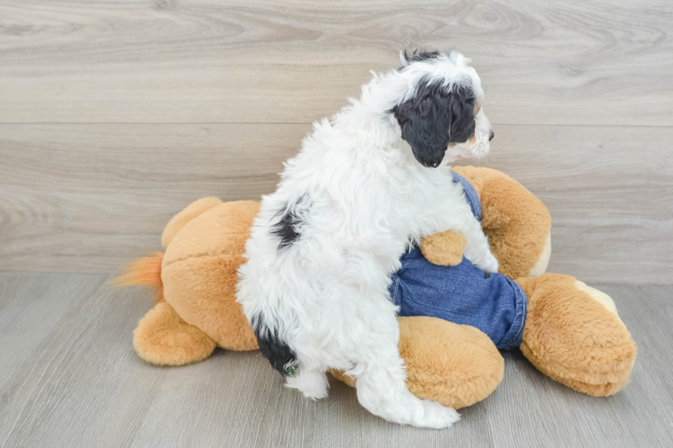 Mini Bernedoodle Pup Being Cute