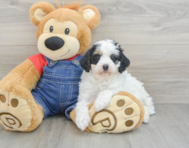 7 week old Mini Bernedoodle Puppy For Sale - Premier Pups