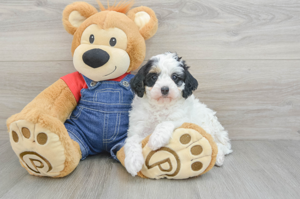 5 week old Mini Bernedoodle Puppy For Sale - Premier Pups