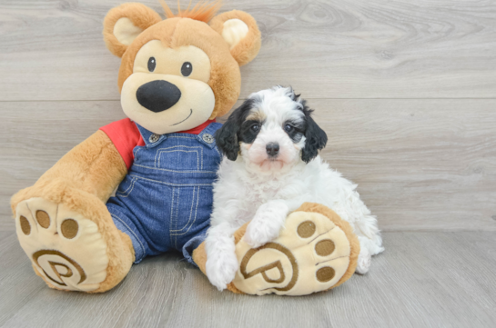 Energetic Mini Bernadoodle Poodle Mix Puppy