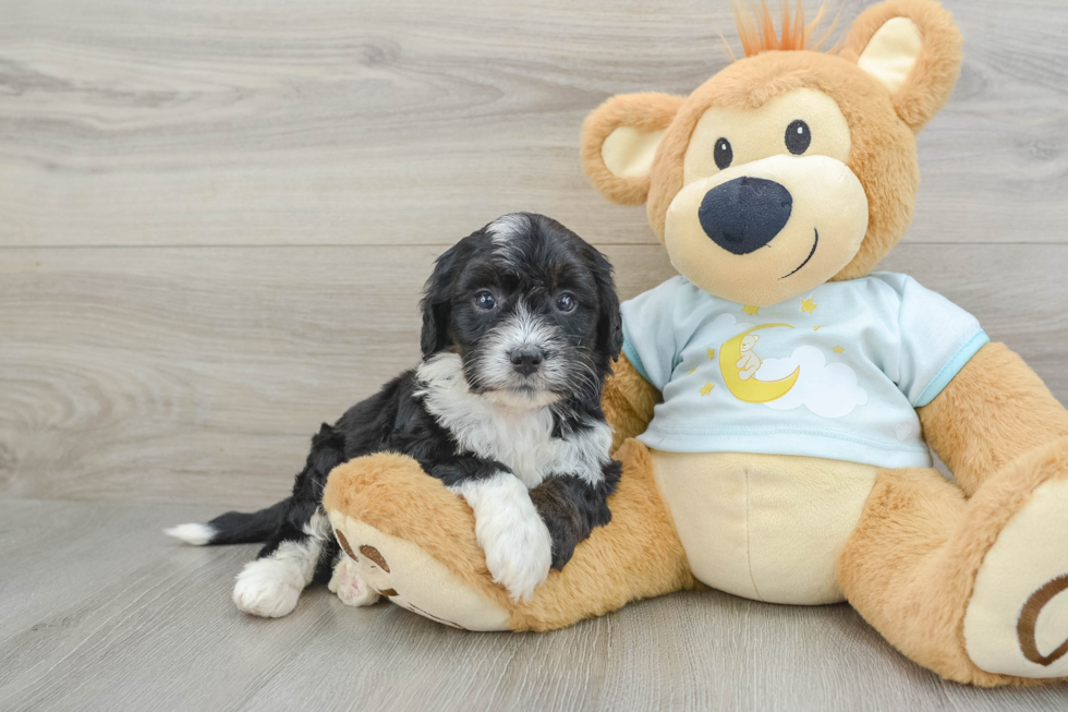 Little Mini Bernesepoo Poodle Mix Puppy