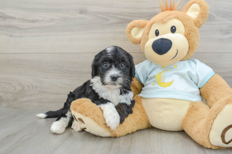 5 week old Mini Bernedoodle Puppy For Sale - Premier Pups