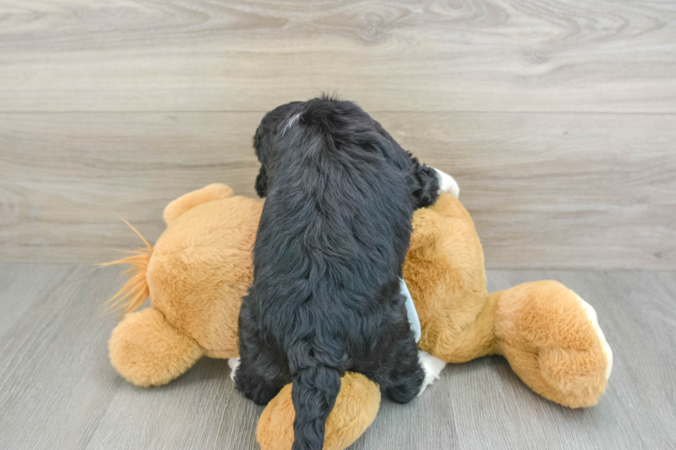 Small Mini Bernedoodle Baby