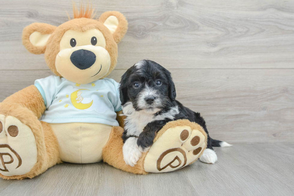 Sweet Mini Bernedoodle Baby